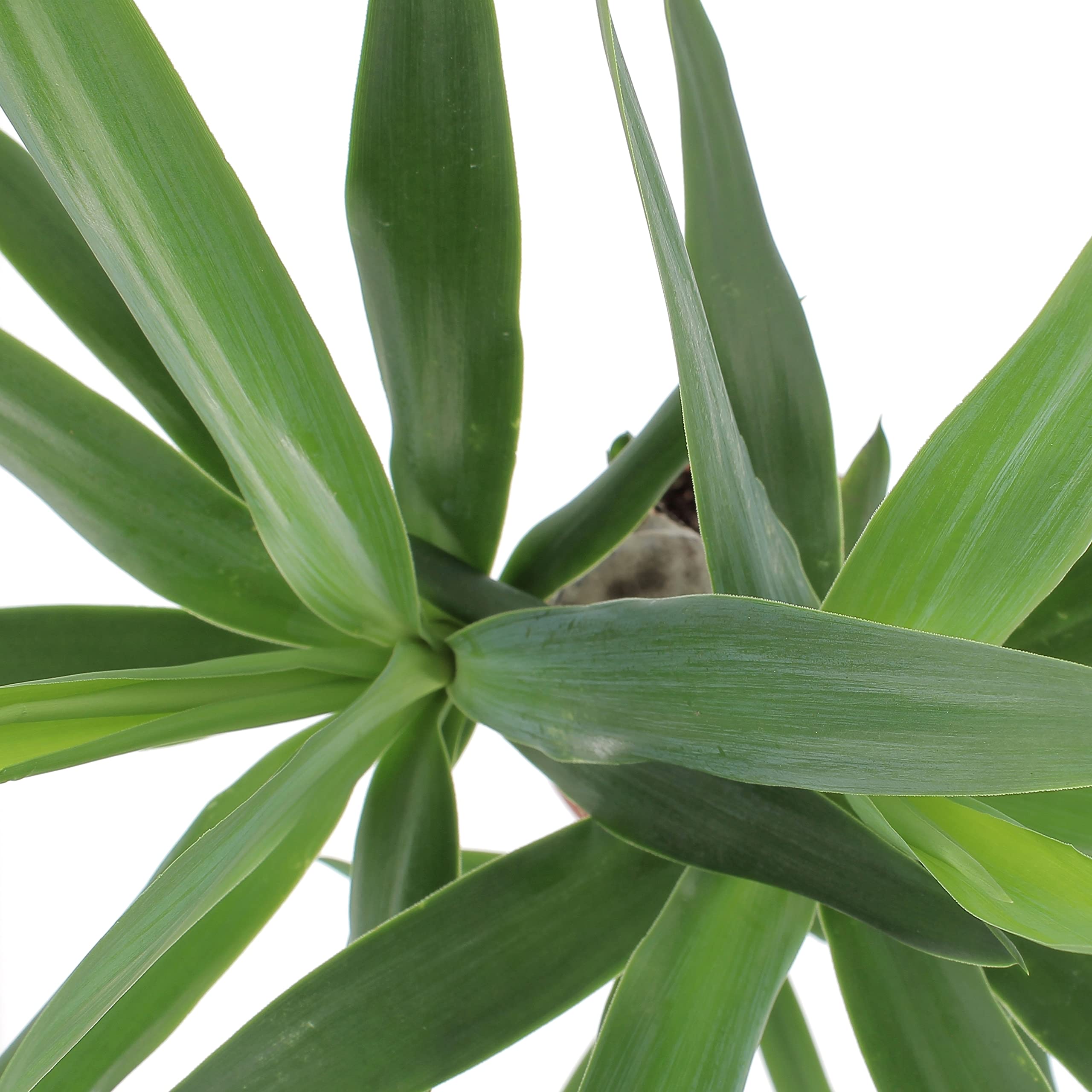 Kentis - Yucca - Tronchetto della Felicità - Piante Vere Grasse Succulente da Interni - Pianta Ornamentale da Appartamento - H 80-90 cm Vaso Ø 19 cm