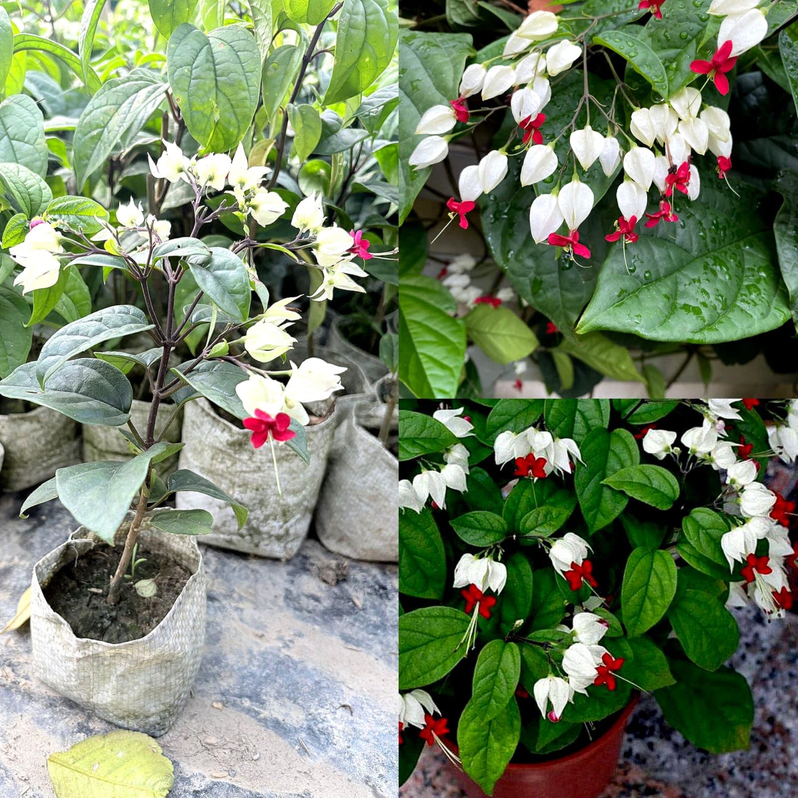 Exotic Bleeding Heart Vine Flower Plant Red and White bleeding heart Creeper - Climber Vine Flower Plant Garden Live Plant Nursery Indoor Outdoor Living Plants (Pack of 2 live plant)
