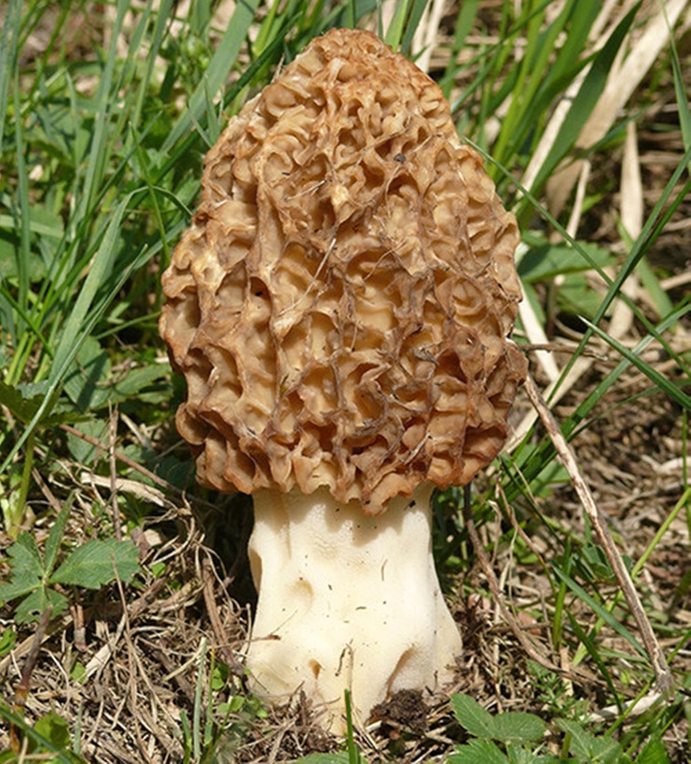 Morel Mushroom (Morchella esculenta) Mycelium Spawn Dried