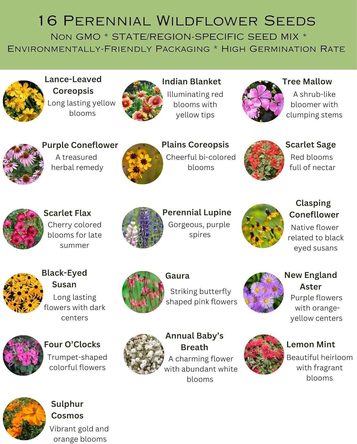 Alabama Bulk Perennial Wildflower Seed Mix 1lb Covers 2,000sq-ft - Attract Pollinators, Multi-Color Blooms - Southeast US Species Plant in Spring/Fall, Earth-Friendly Packaging (1/4 Pound)