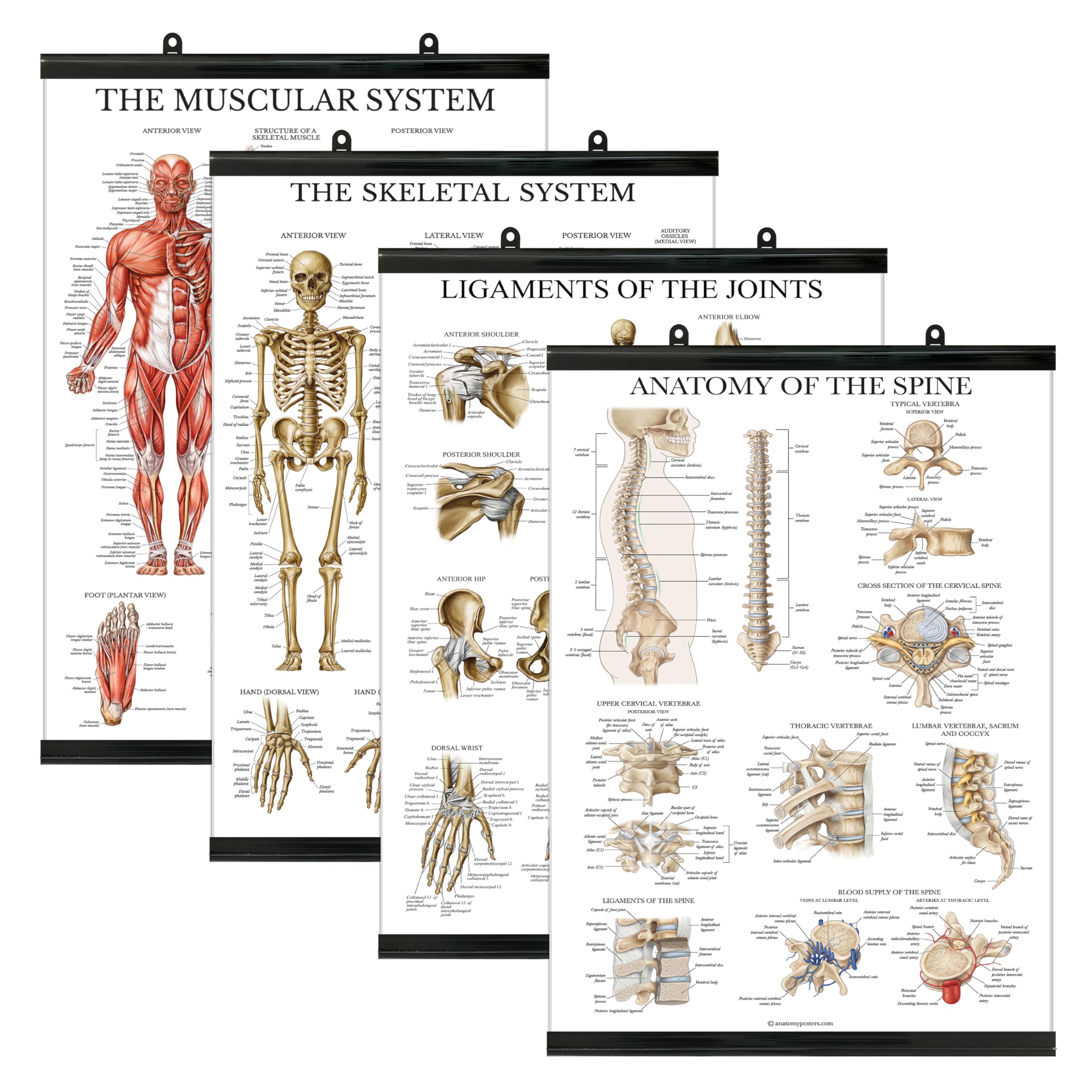 Palace Learning 4 Pack - Anatomical Poster Set - Laminated - Muscular, Skeletal, Ligaments of the Joints, Anatomy of the Spine - Anatomy Chart Set (LAMINATED WITH PLASTIC FRAME, 18” x 24”)