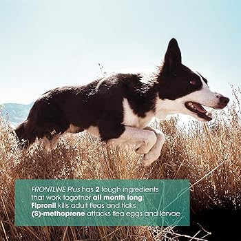 nexgard flea and tick amazon