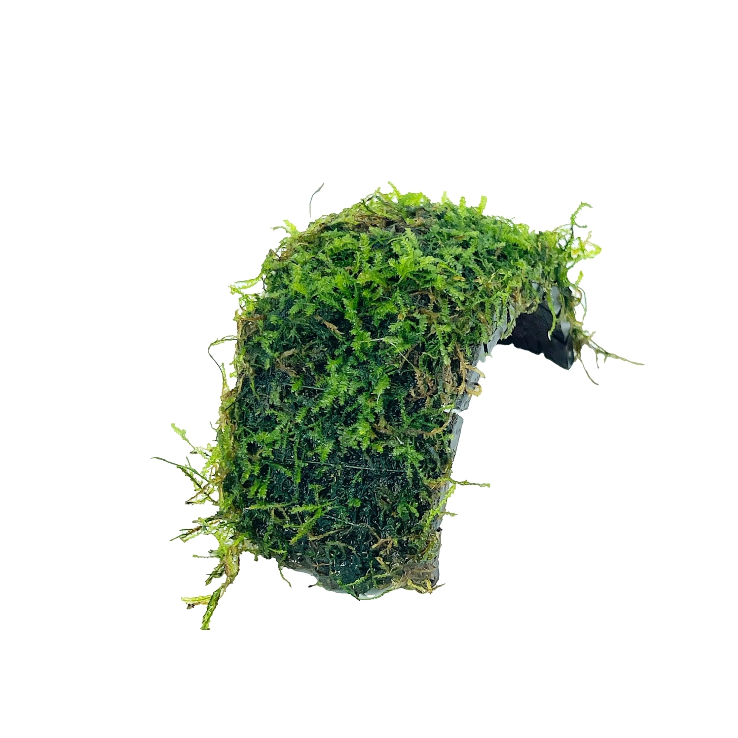 Java Moss Freshwater Live Aquarium Plants on Coconut Shell Driftwood Bridge Perfect for Fish Tank Decoration