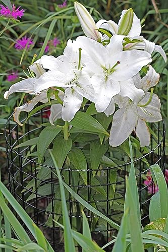 Miniatura 3 de Erva Bunny Barricade - Jaula protectora de plantas (5 unidades) - Jaulas para plantas para jardín - Protectores de plantas de animales y jaulas de