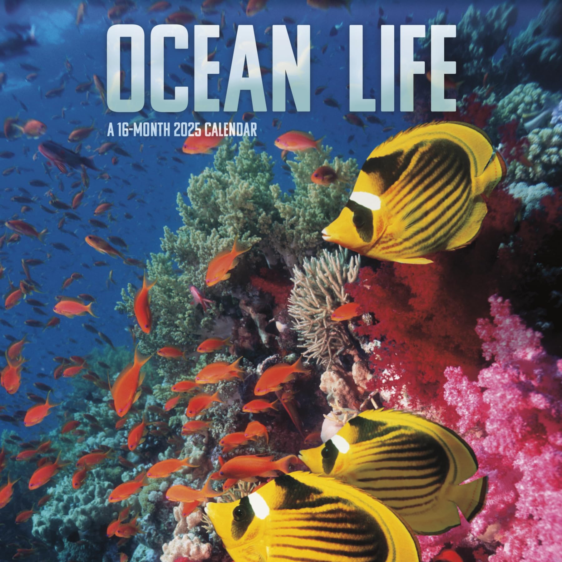 Calendario de pared 2025 Ocean Life