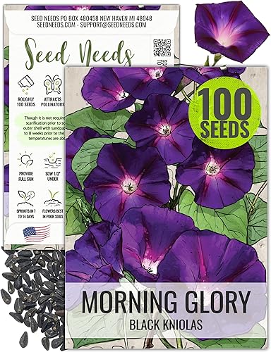 Seed Needs, Black Kniolas Morning Glory Seeds para plantar (Ipomoea purpurea) Paquete individual de 100 semillas, reliquia, sin tratar y polinizadas