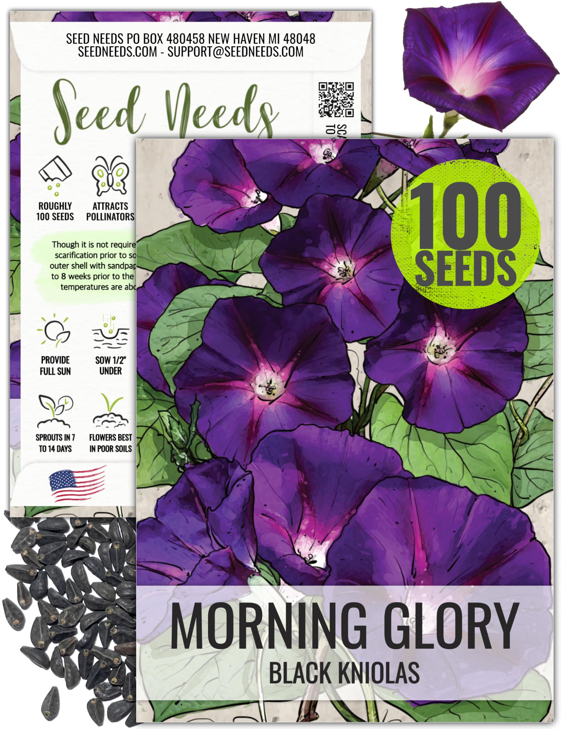 Seed Needs Black Kniolas Morning Glory Seeds for Planting - Heirloom & Open Pollinated Annual Vines - Cover a Fence or Trellis in Deep Purple Almost Black Flowers (1 Pack)