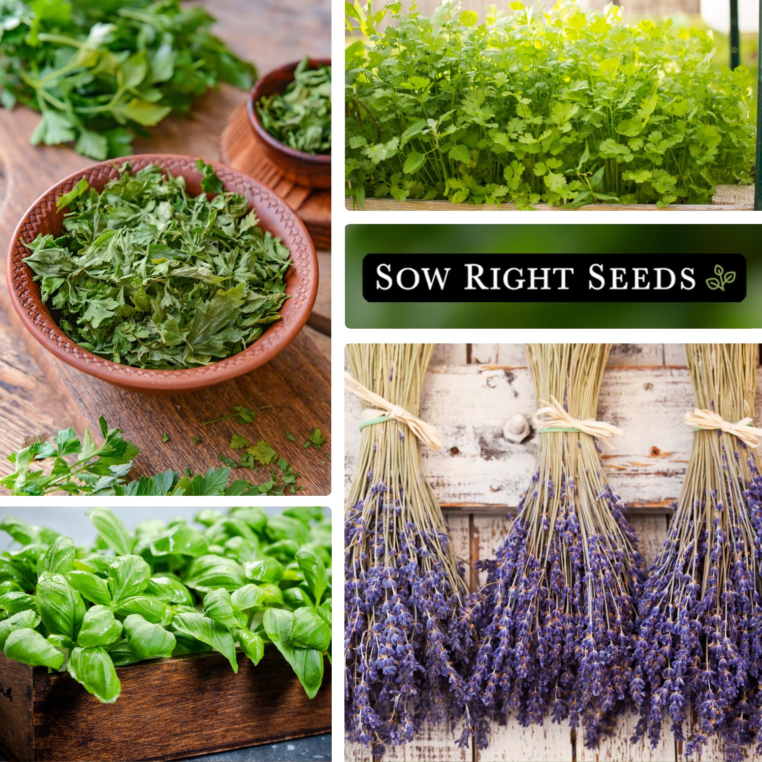 Colección de semillas de hierbas más popular para plantar - menta, lavanda, albahaca dulce, cilantro y perejil - 5 paquetes con instrucciones para cultivar un jardín de cocina casera 5
