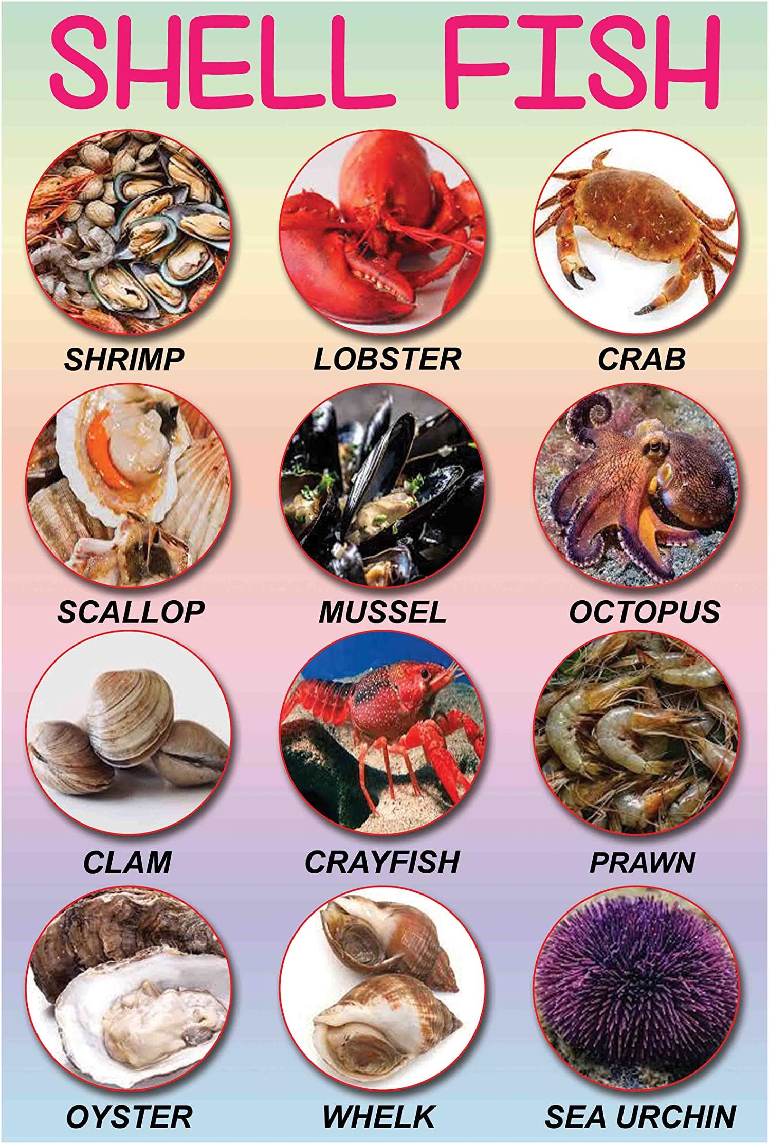 Go Green Tale Educational Poster For Wall|Shell Fishes Poster|Poster For Play School, Kids Room, Nursery|Wall Decor Item|Kids Learning Poster for Decoration|High Resolution 300 GSM Paper