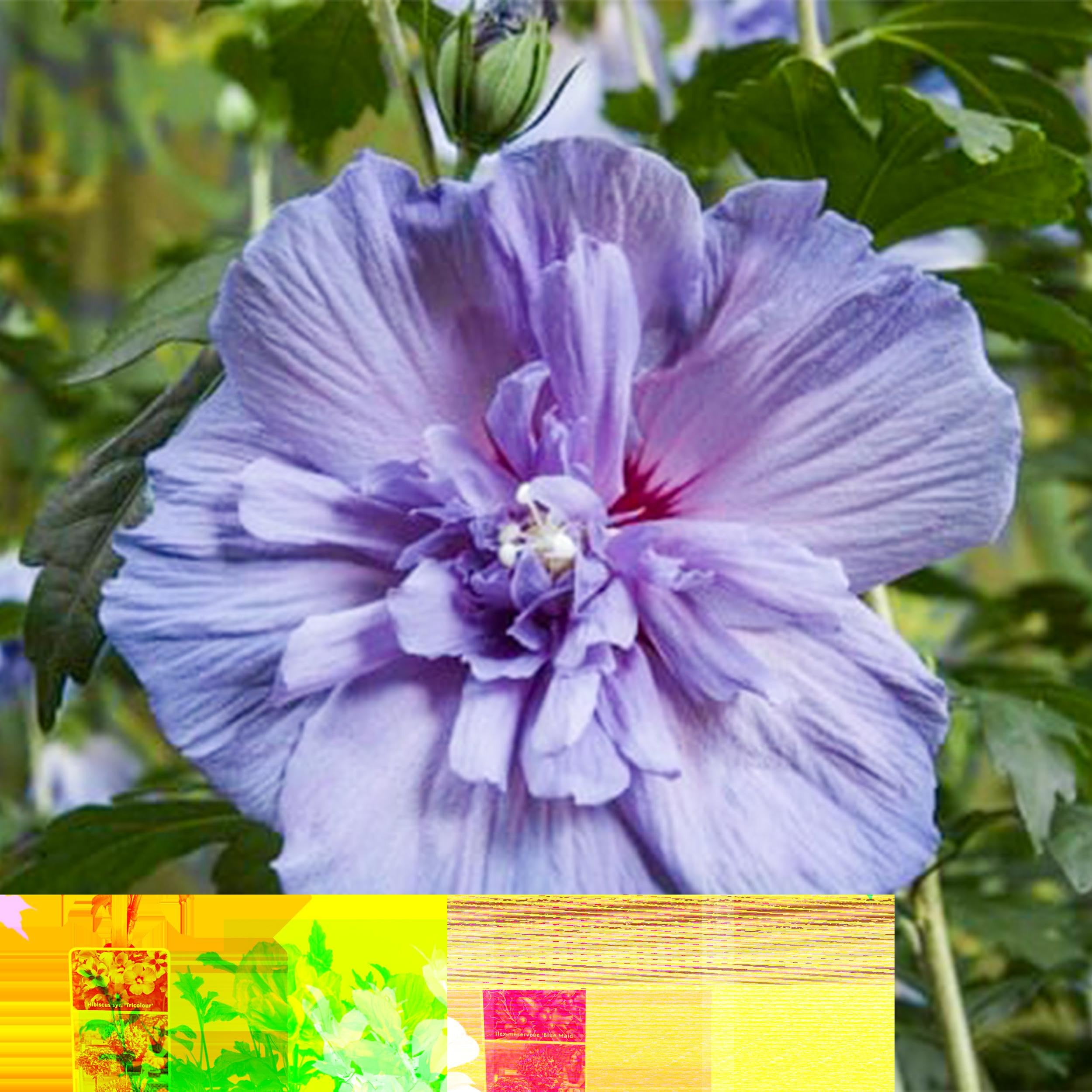 Hibiscus syriacus Blue Chiffon - Roślina stojąca - Roślina tarasowa - Liściasta - Niewymagająca pielęgnacji - 80-90cm - Ø19cm - Roślina ogrodowa