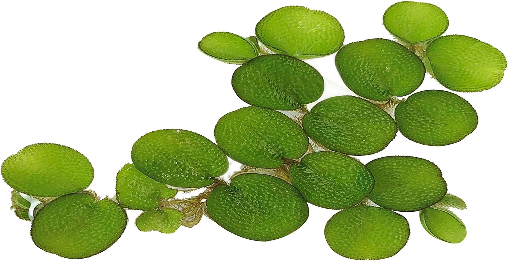 24 Water Spangles (Salvinia Minima), Live Aquarium/Aquatic/Floating/ Pond/Beginner Plant by G&Z