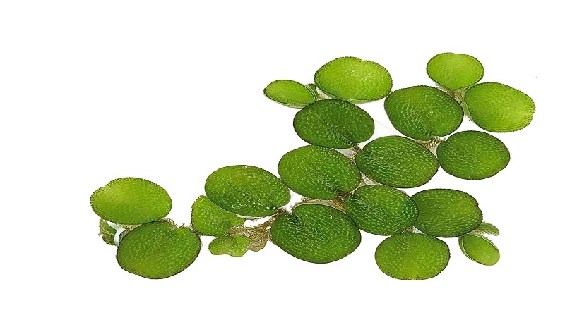 Planta viva flutuante para aquário Salvinia minima (Water Spangles) G’z, 24 unidades