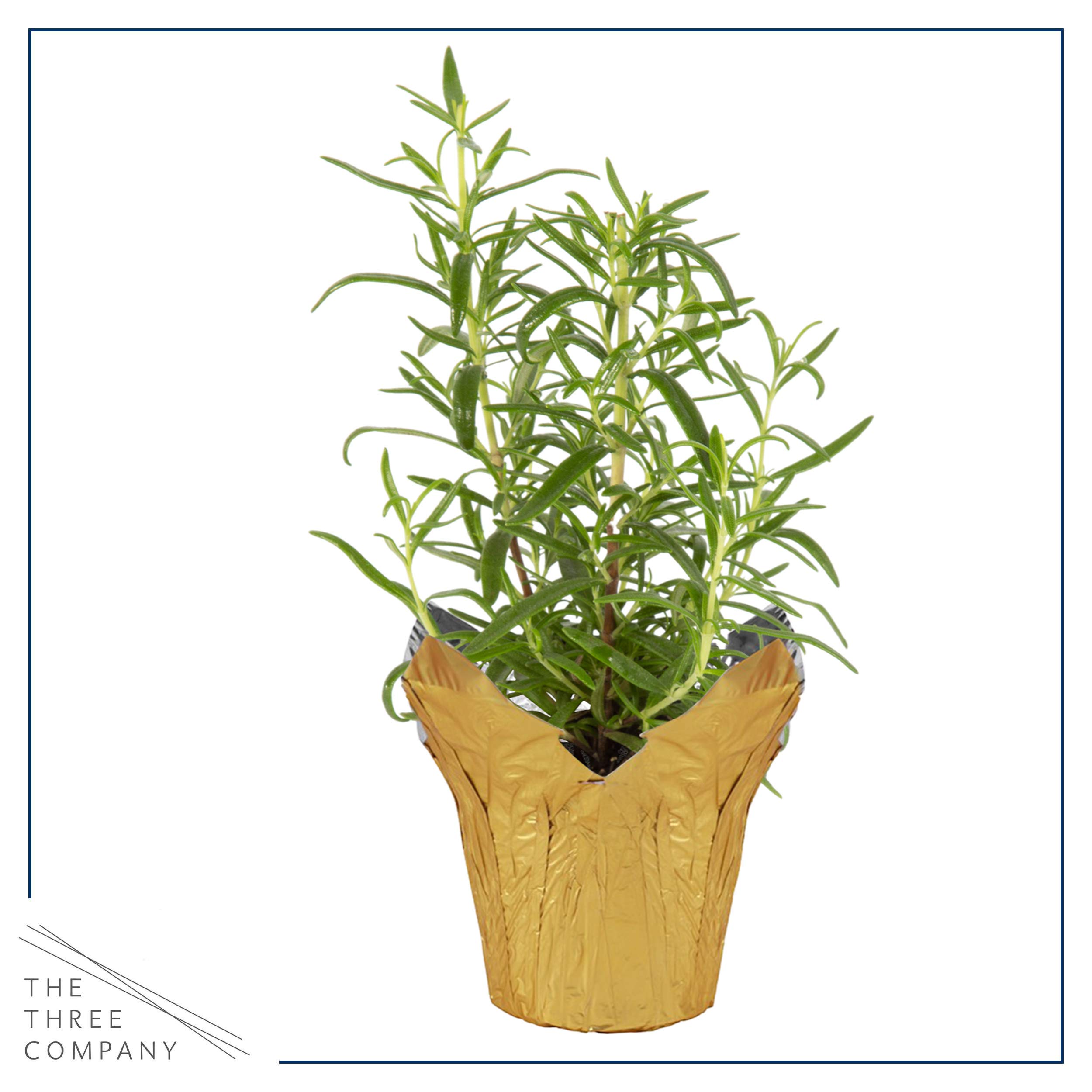 Amazon.com : Live Aromatic and Healthy Herb - Rosemary, Improves
