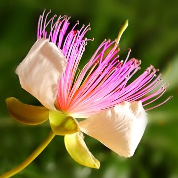 KVITER 25 Caper Bush Seeds Capparis Spinosa Caper Plant Perennial Bush Seeds, Flowering Bushes Fruit Berries Caper Seeds, Showy Flowers Caperberries for Pickling as a Vegetable Garden Condiment