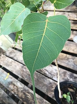 Bodhi Tree, Ficus religiosa, Peepal Tree, Sacred Fig Large 25" - 36"