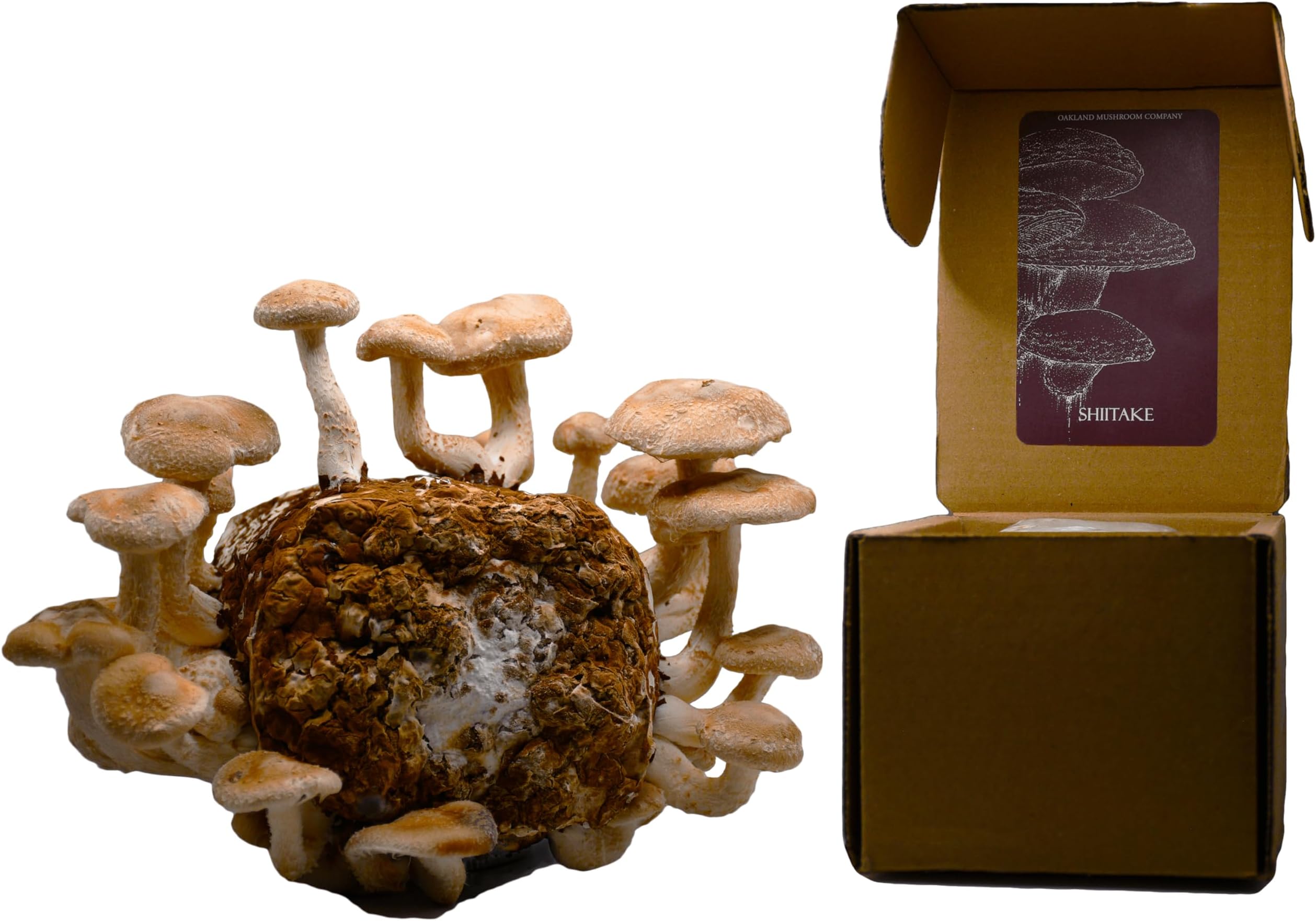 Shiitake Mushroom Grow Kit by Oakland Mushroom Co. | Handmade with Organic Ingredients | Ready to Grow | Harvest in 7-14 Days