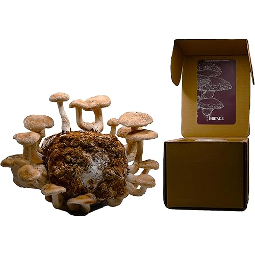 Shiitake Mushroom Grow Kit by Oakland Mushroom Co. | Handmade with Organic Ingredients | Ready to Grow | Harvest in 7-14 Days
