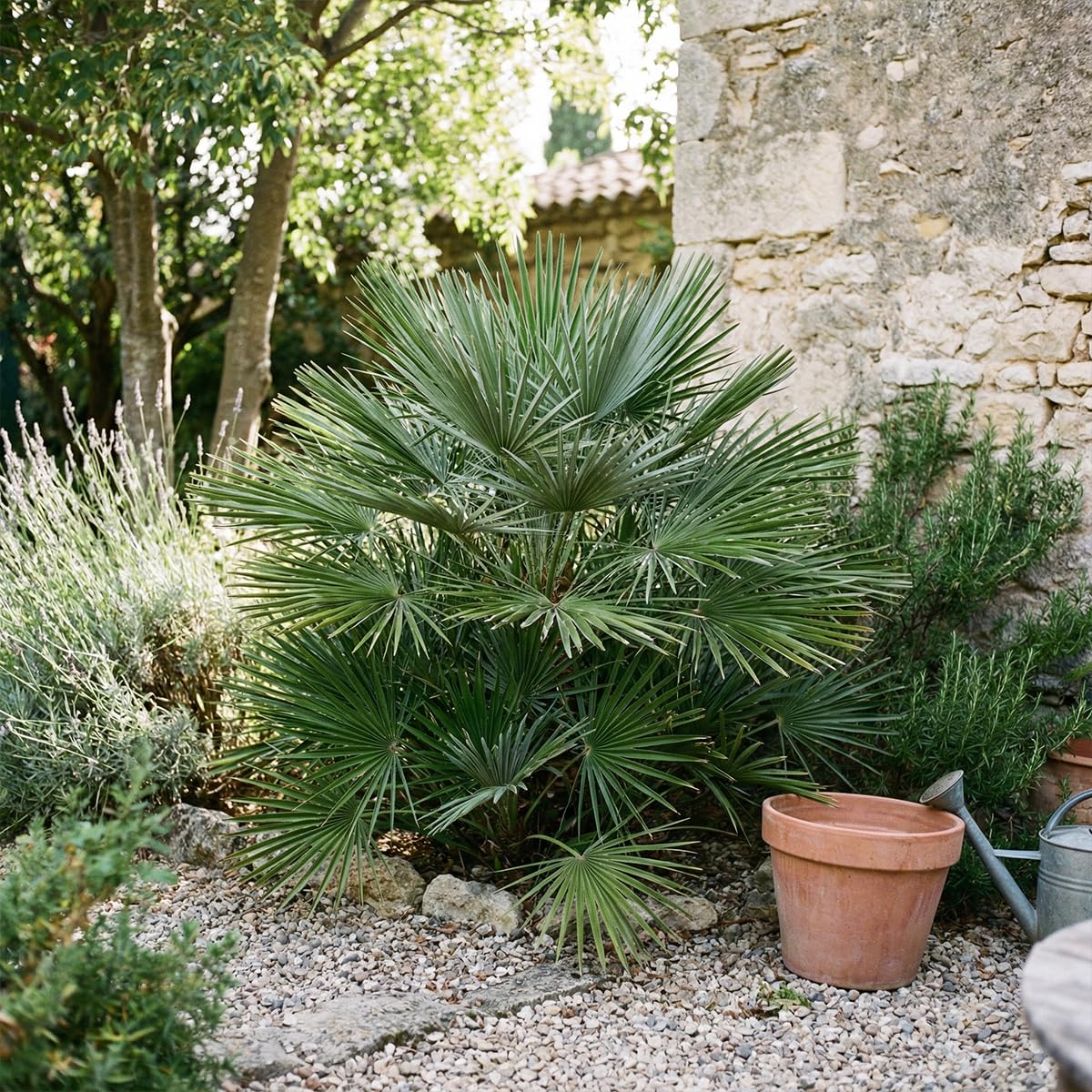 Bloomique - Chamaerops Humilis Vulcano - Palmier nain - Plante de Jardin - Rustique - Hauteur 50-70 cm - Pot 24 cm