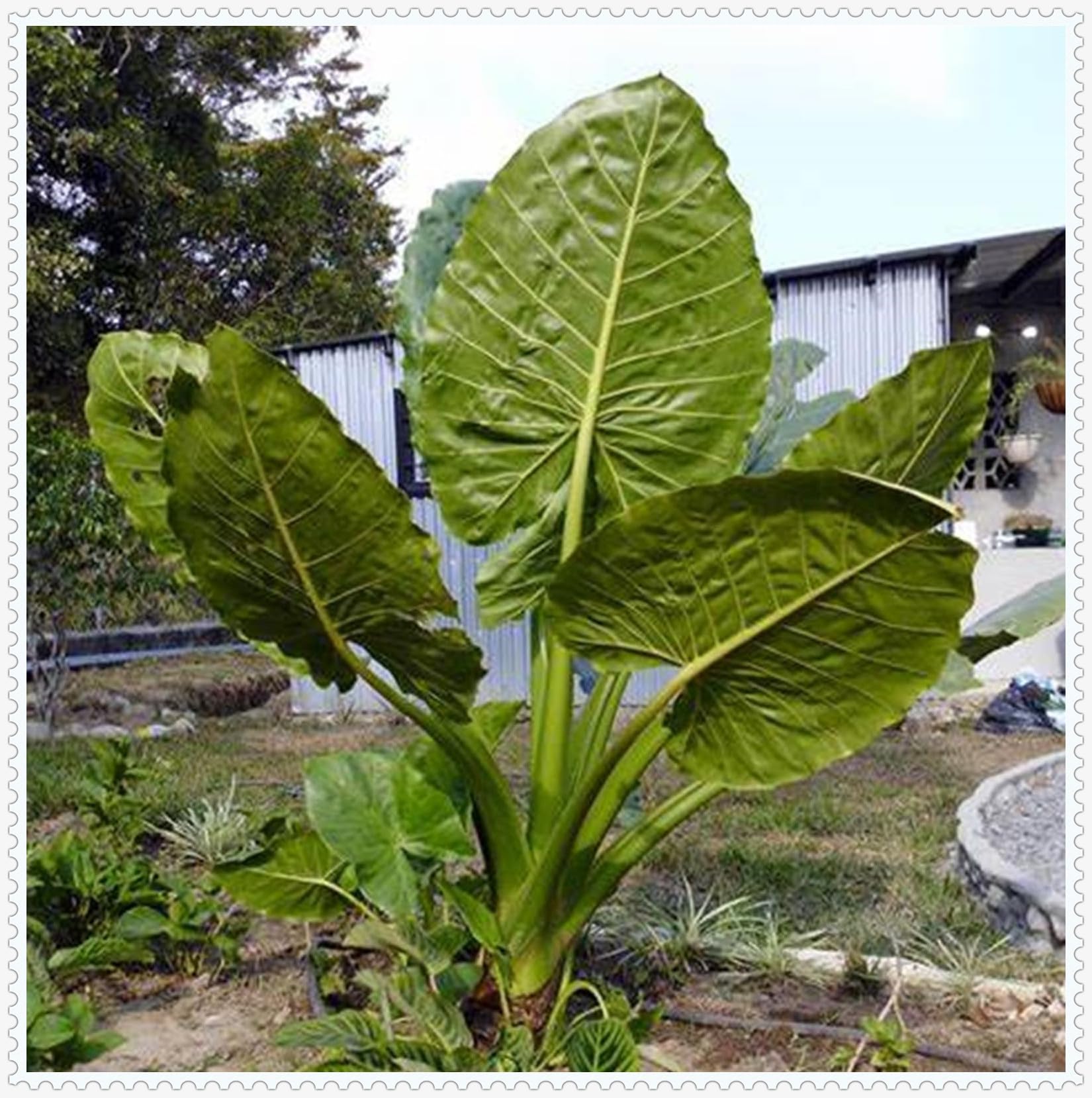 Elephant Ears for Planting UK Strong Plants That Grow Well Hardy Perennial Greening Excellent Display Indoor and Outdoor Perennial -5Bulbs-greenF