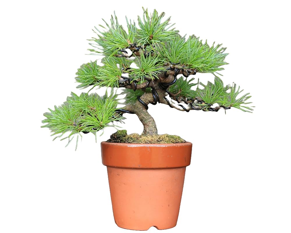 Amazon.co.jp: 五葉松『葵』アオイ 実生 小品盆栽【泰寿園