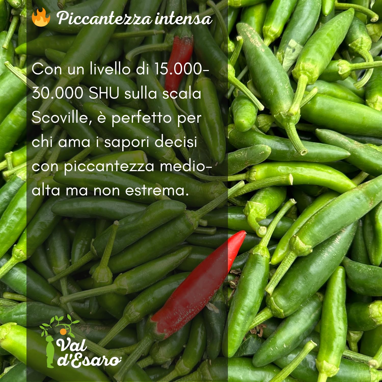 Peperoncino piccante fresco calabrese – 100% italiano – Raccolto a mano per massimo aroma e piccantezza – specialità tipica della calabria – Val D'Esaro - 1Kg
