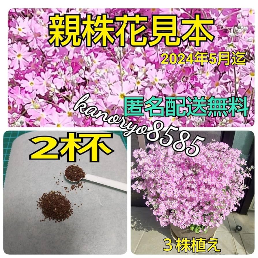 Amazon.co.jp: お得 2杯 桜草 さくら草 さくらそう サクラソウ