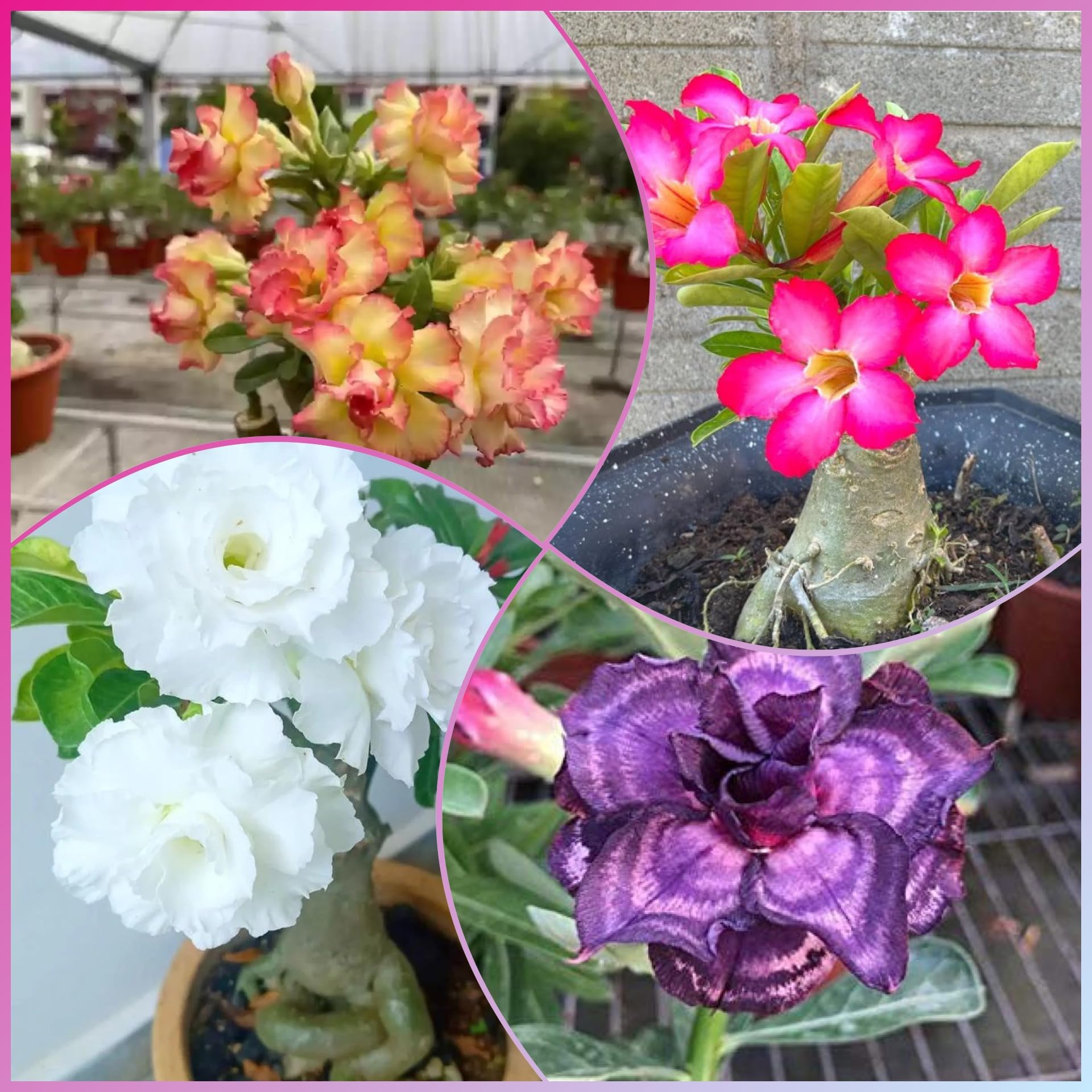 Adenium plant pack of 4 unique color (B0CD6DR3WM) Amazon Price History, Amazon Price Tracker