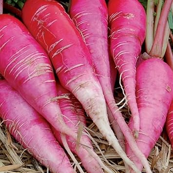 Winter Radish Seeds - 400 China Rose Radish Seeds - Plant and Grow Your Own Vegetables for Gardens, Pots & Allotments   Suitable for Indoor & Outdoor Planting   Packed in The UK by Meldon Seeds