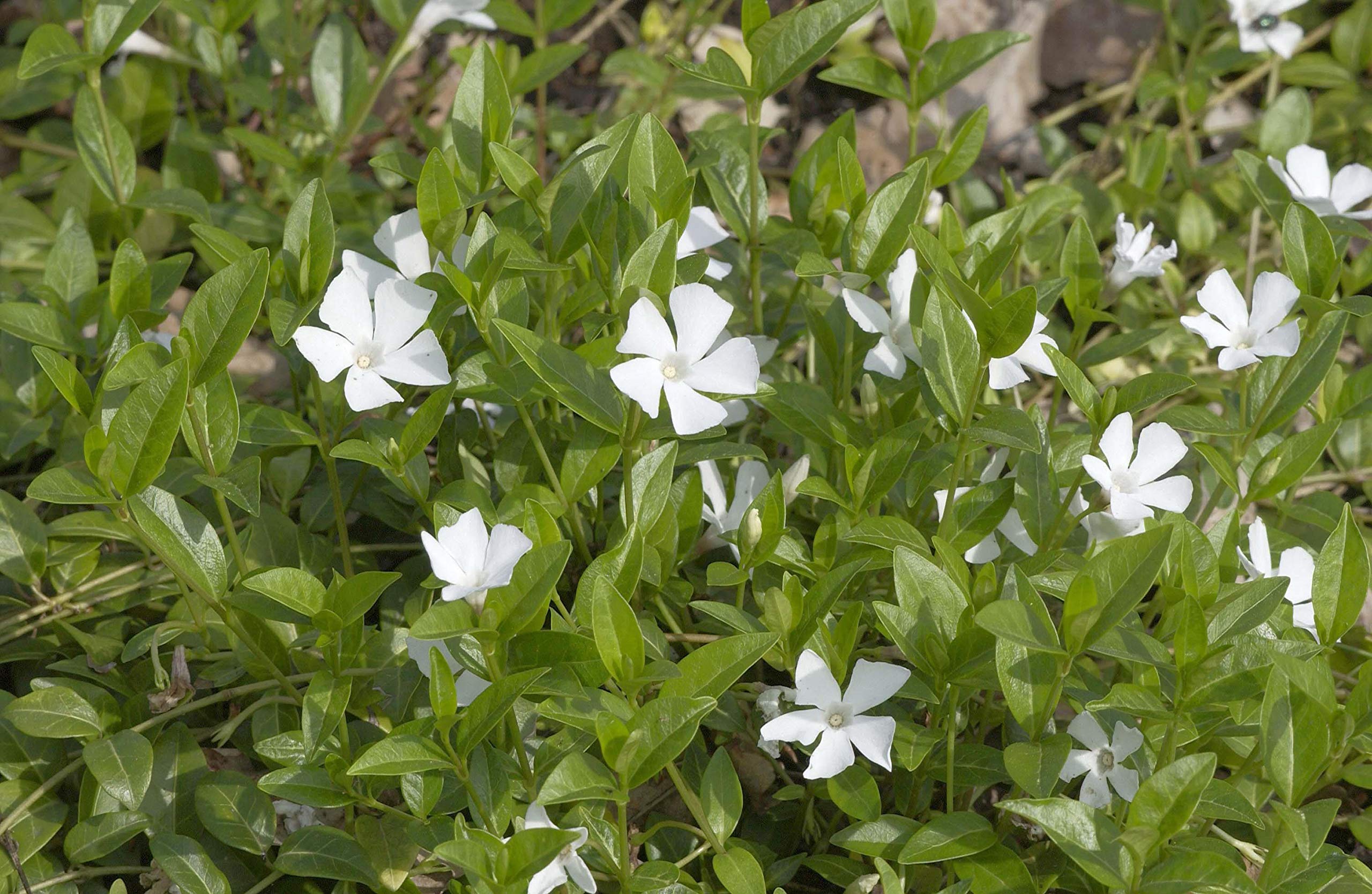 Kleines Immergrün Vinca minor Alba 100 Stück Bodendecker winterhart