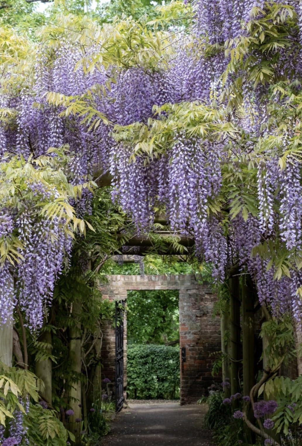 Wisteria Amethyst Falls, Garden Ready Established Plant, 90-100cm Tall, Supplied in 4L Pot, for Gardens and Outdoors