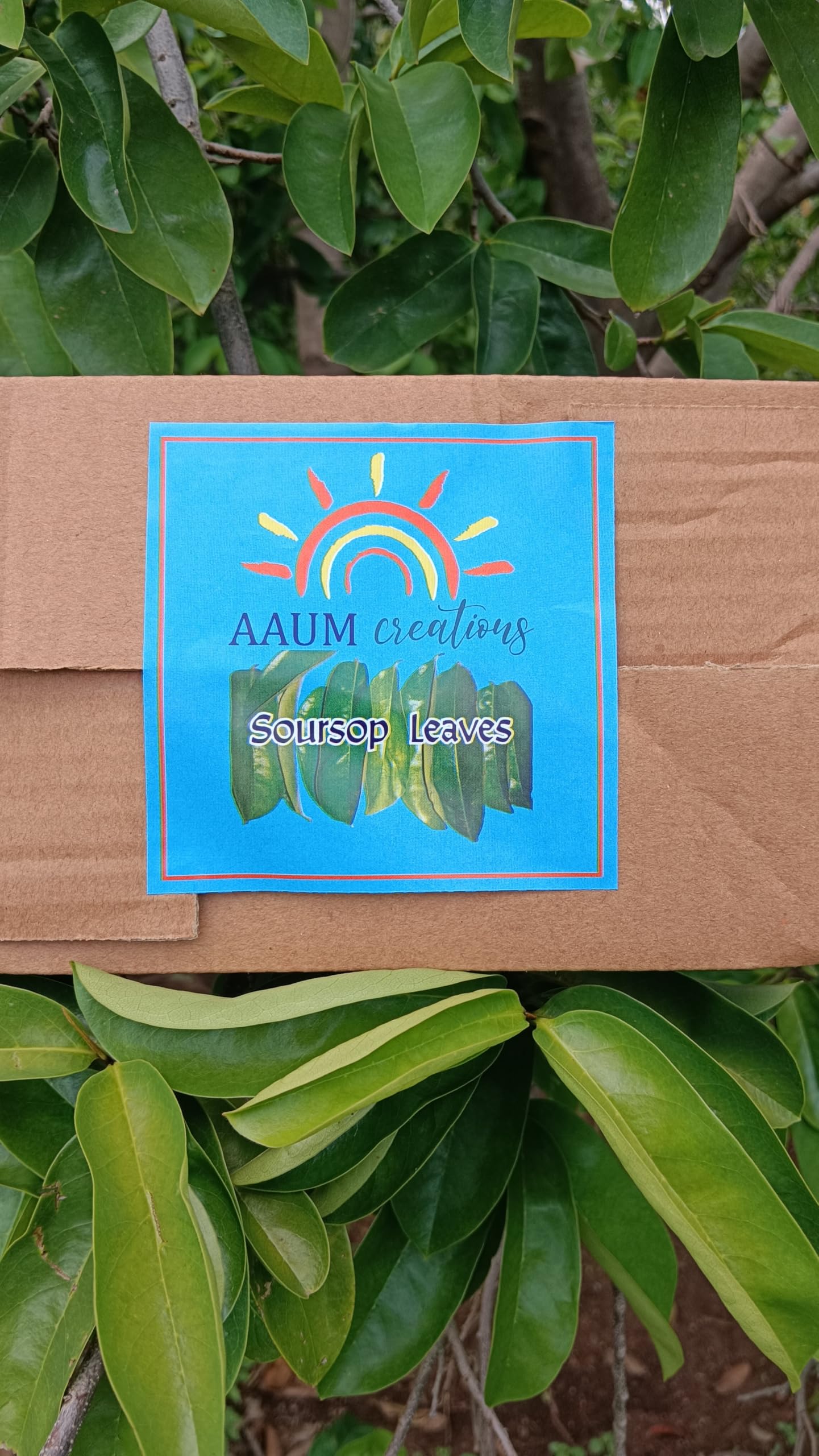 Natural Organic Soursop Green Tea - 100 Loose Leaves (100+50 Extra) - Graviola Annona Muricatta Lakshman Phal Mullu Seetha Ram Phal - 15 Days Pack