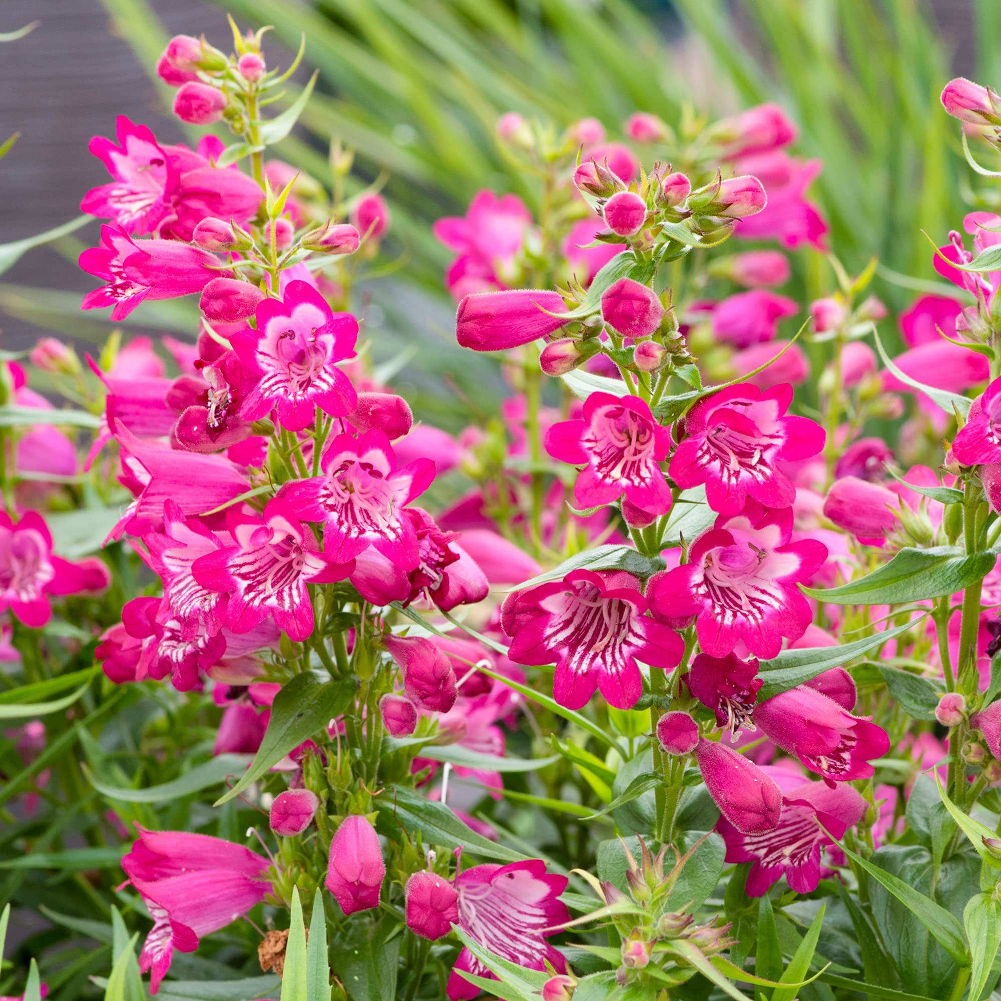 Penstemon Harlequin Magenta | Long Flowering Perennial Garden Plant in Plant Pot (30-40cm Incl. Pot)