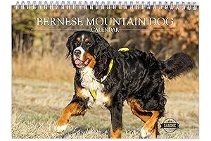Bernese Mountain Dog 2025 Wall Calendar