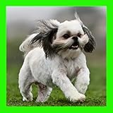 Cute Dogs Jigsaw Puzzles (Ads Free)