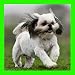 Cute Dogs Jigsaw Puzzles (Ads Free)