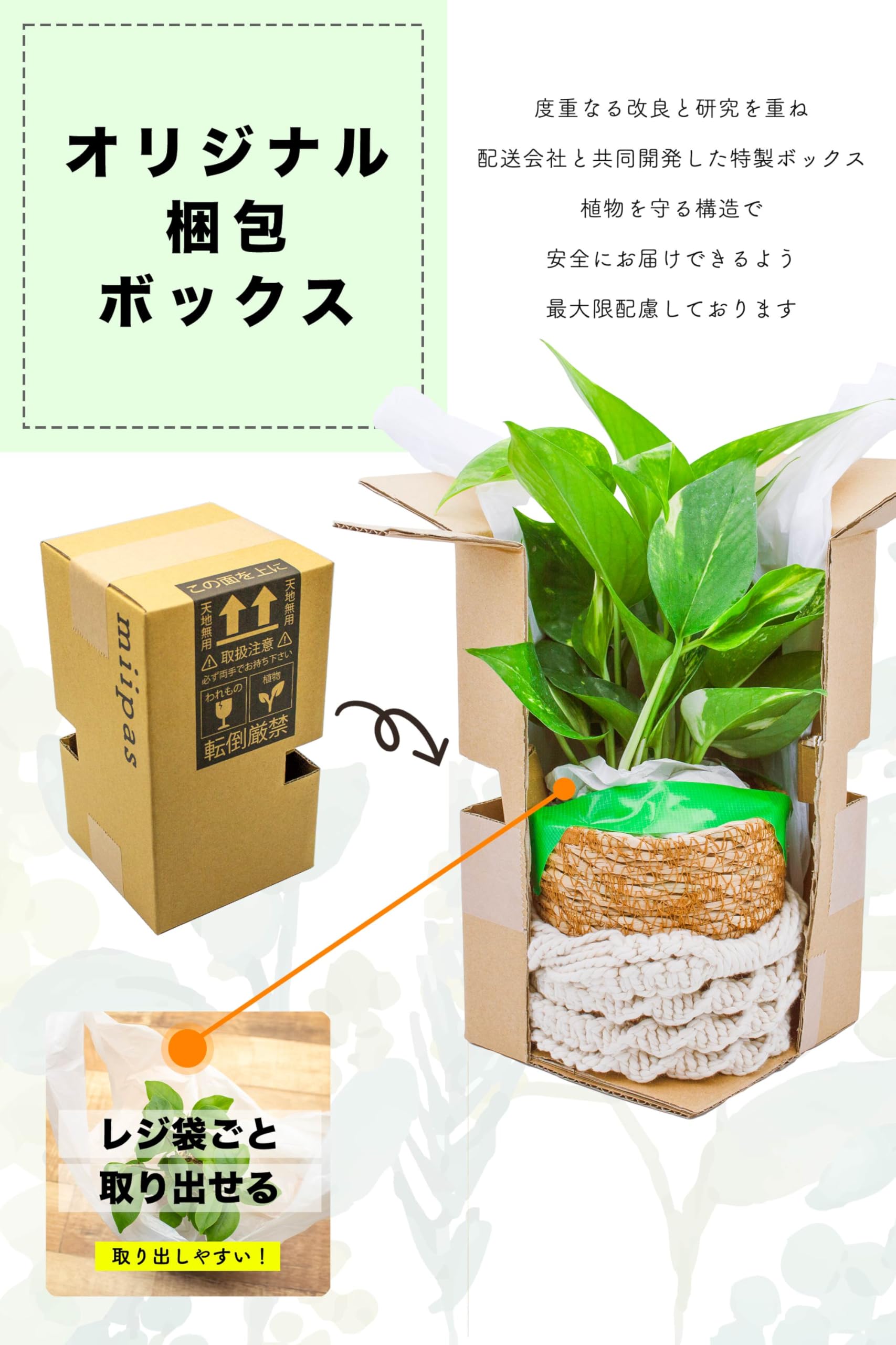 Amazon｜[ miipas ] ポトス 観葉植物 本物 吊り下げ 吊るす 垂れ下がる