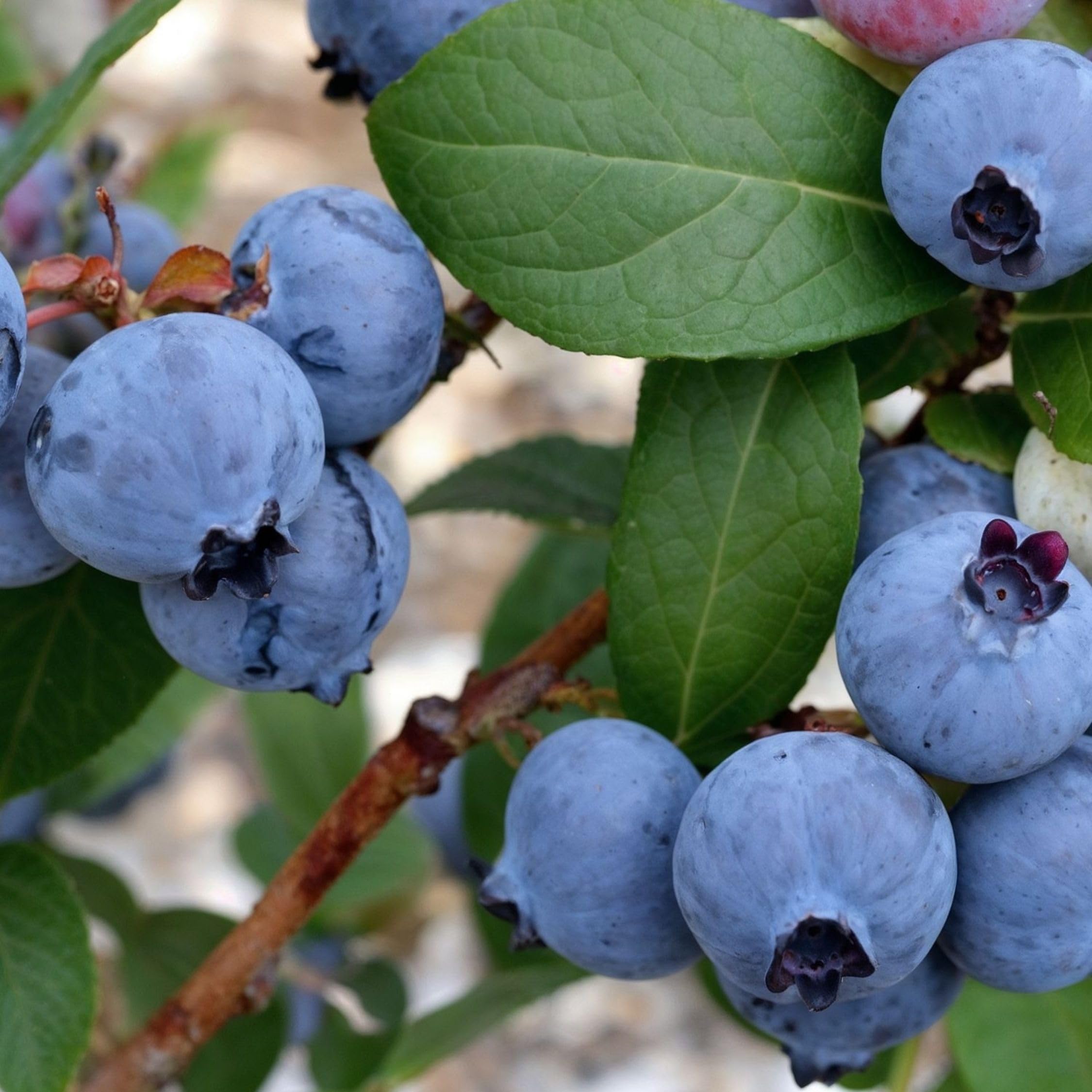 Plant in a Box - Myrtille - Set de 6 - Vaccinium corymbosum - Airelle à gros fruits - Pot 9cm - Hauteur 25-40cm