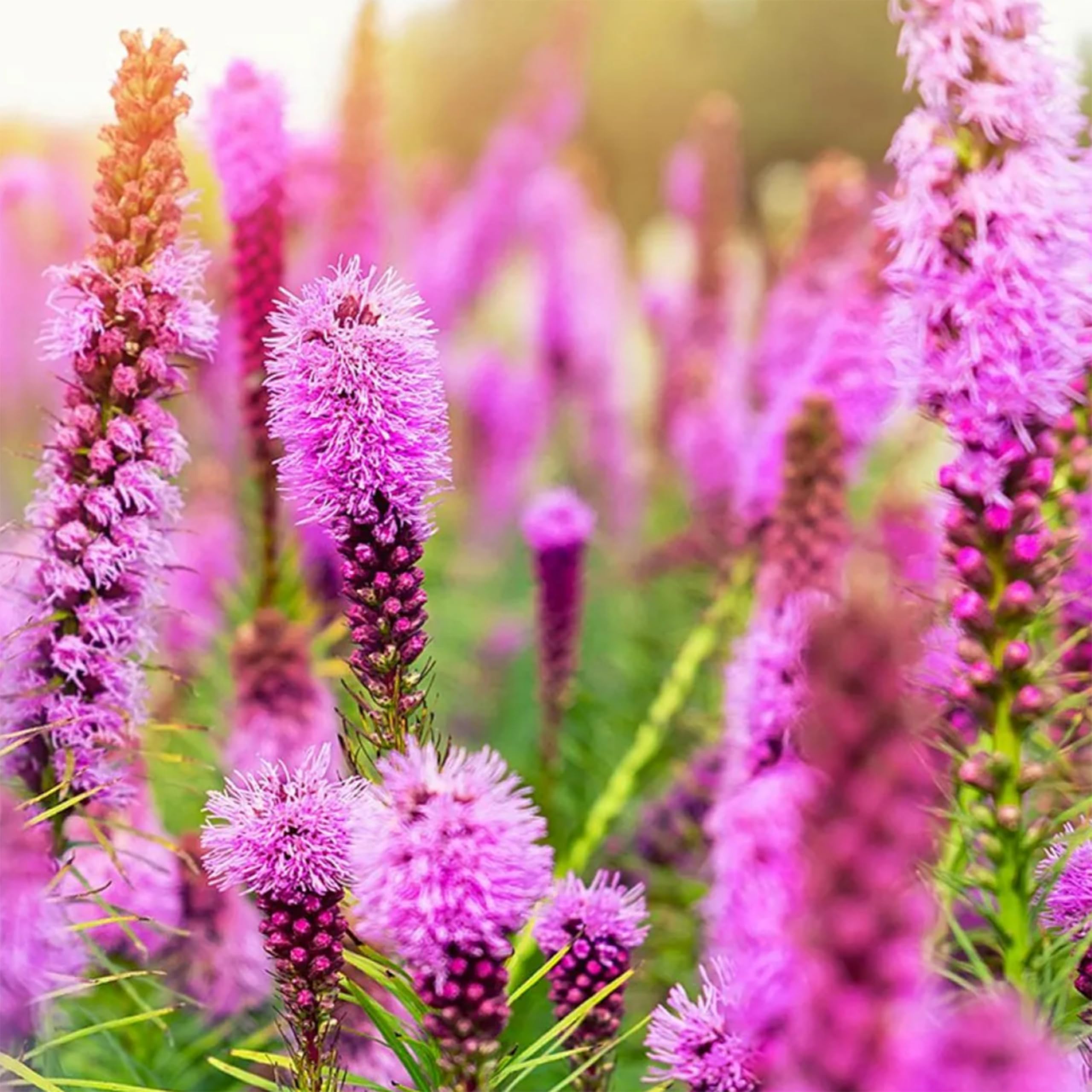 Amazon.com : KVITER 200 Blazing Star Flower Seeds for planting