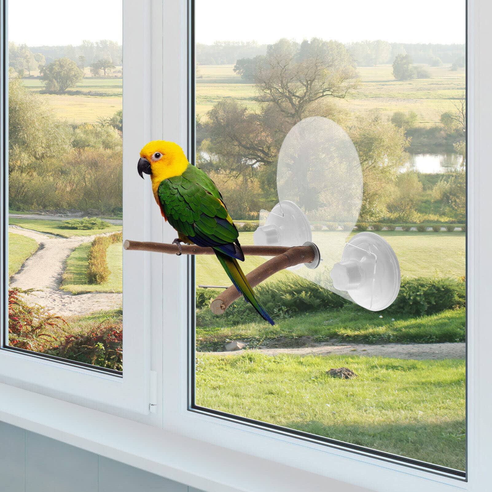 Polly's Deluxe Window & Shower Bird Perch - Small, For Parakeets, Cockatiels, Conures
