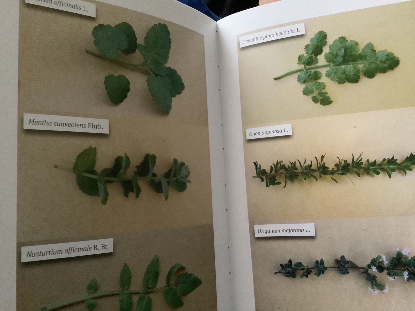 Amazon.it: Piante spontanee d'uso alimentare. Viaggio alla scoperta ...