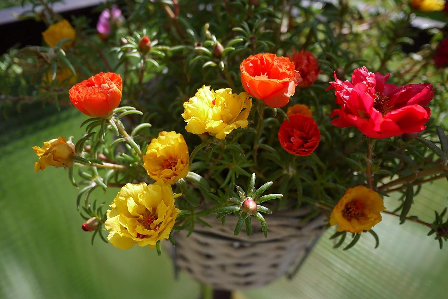 OhhSome Flower Seeds Portulaca Hanging Basket Flower Seeds Flower
