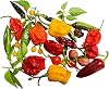 Chilli Seeds Mix 20 Kinds Each 10 Seeds (200 Seeds) Seeds with Growing Instructions