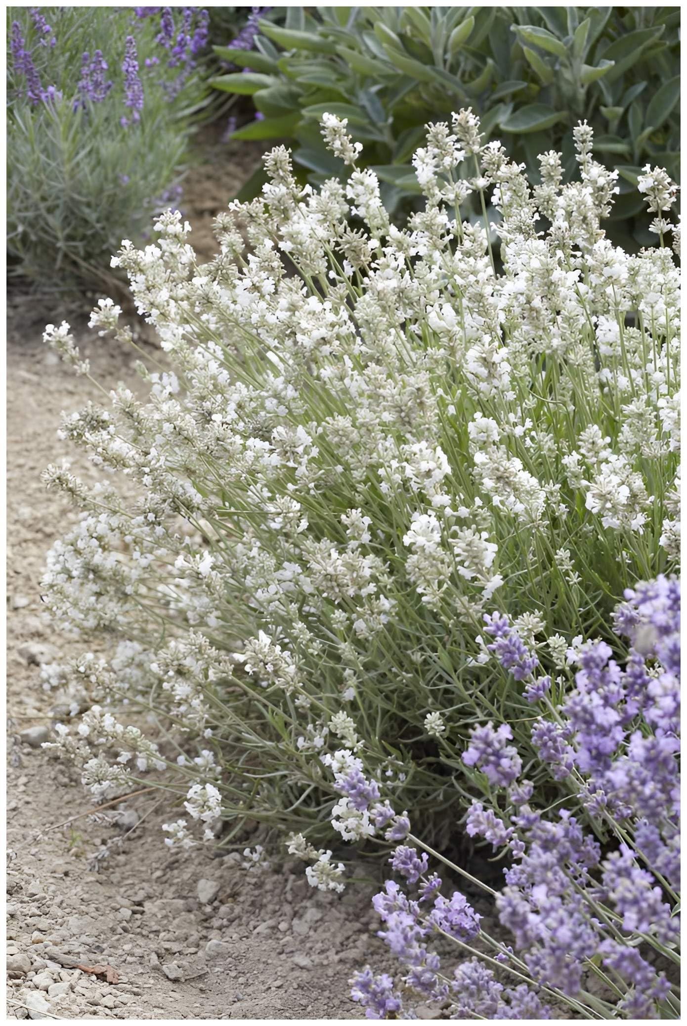 Stauden Gänge 10 x Lavandula angustifolia 'Alba' Echter Lavendel winterhart | Immergrüne Staude für Sonne, Blüte Juli bis August, mehrjährig, 9x9 cm Topf