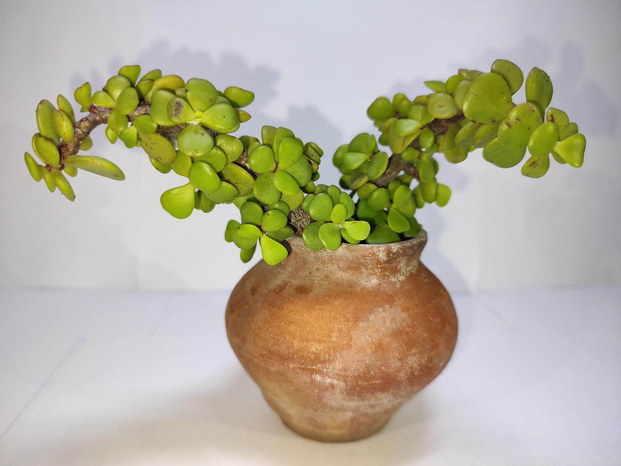 Small Jade Plant (Elephant Bush) (Portulacaria afra) (B0CDC94HW5) Amazon Price History, Amazon Price Tracker