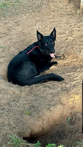 3PCS Pet Grooming Rake & Metal Comb & Flea Comb for — detail view