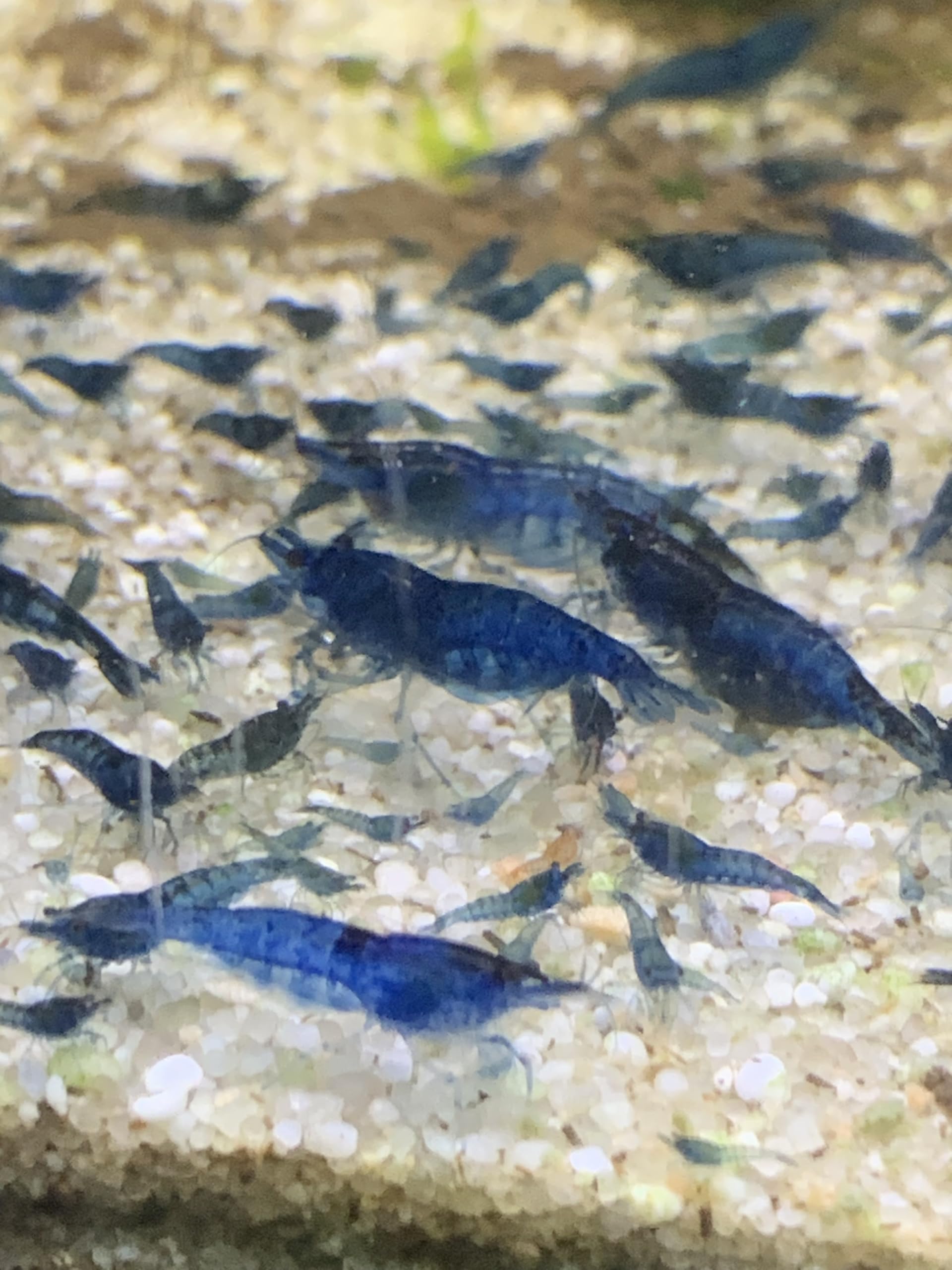 Crevette Bleue Lot de 10 Crevettes Blue Velvet Crevette d'Aquarium Neocaridina