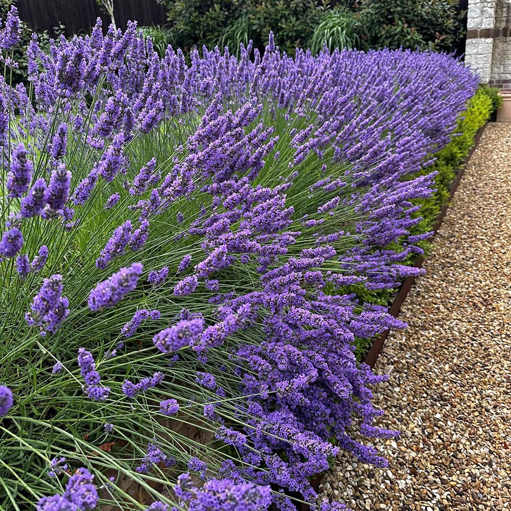 YouGarden Lavender 'Phenomenal', Pair of Established Plants in 1.5L Pots, Ready to Plant Lavandula Intermedia, Fragrant Lavender Plants in Nursery Pots, Hardy Perennial Plants for Patios and Beds