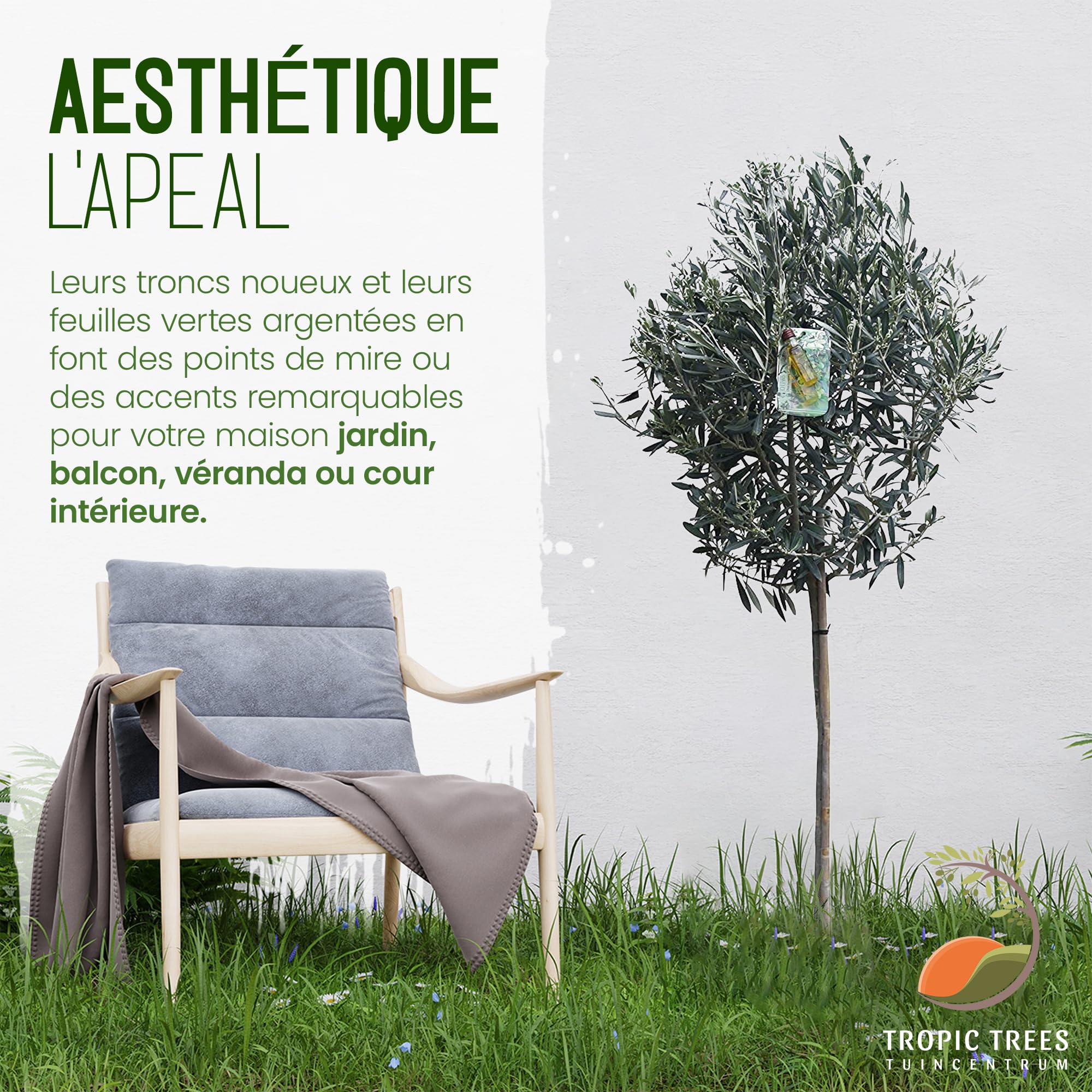 Tropictrees Olivier Naturel, Véritable Olivier Arbre avec Un Tronc de 160 cm de Hauteur, 6-8 cm de Circonférence, Plante Exterieur Jardin et Arbre Fruitier pour la Décoration