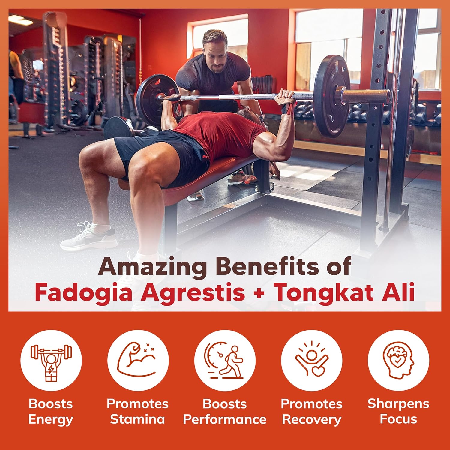 aSquared Nutrition Fadogia Agrestis 1000mg & Tongkat Ali 400mg - 120 Capsules - Fadogia Agrestis Extract Supplement and Powder Complex Pills - Image 4