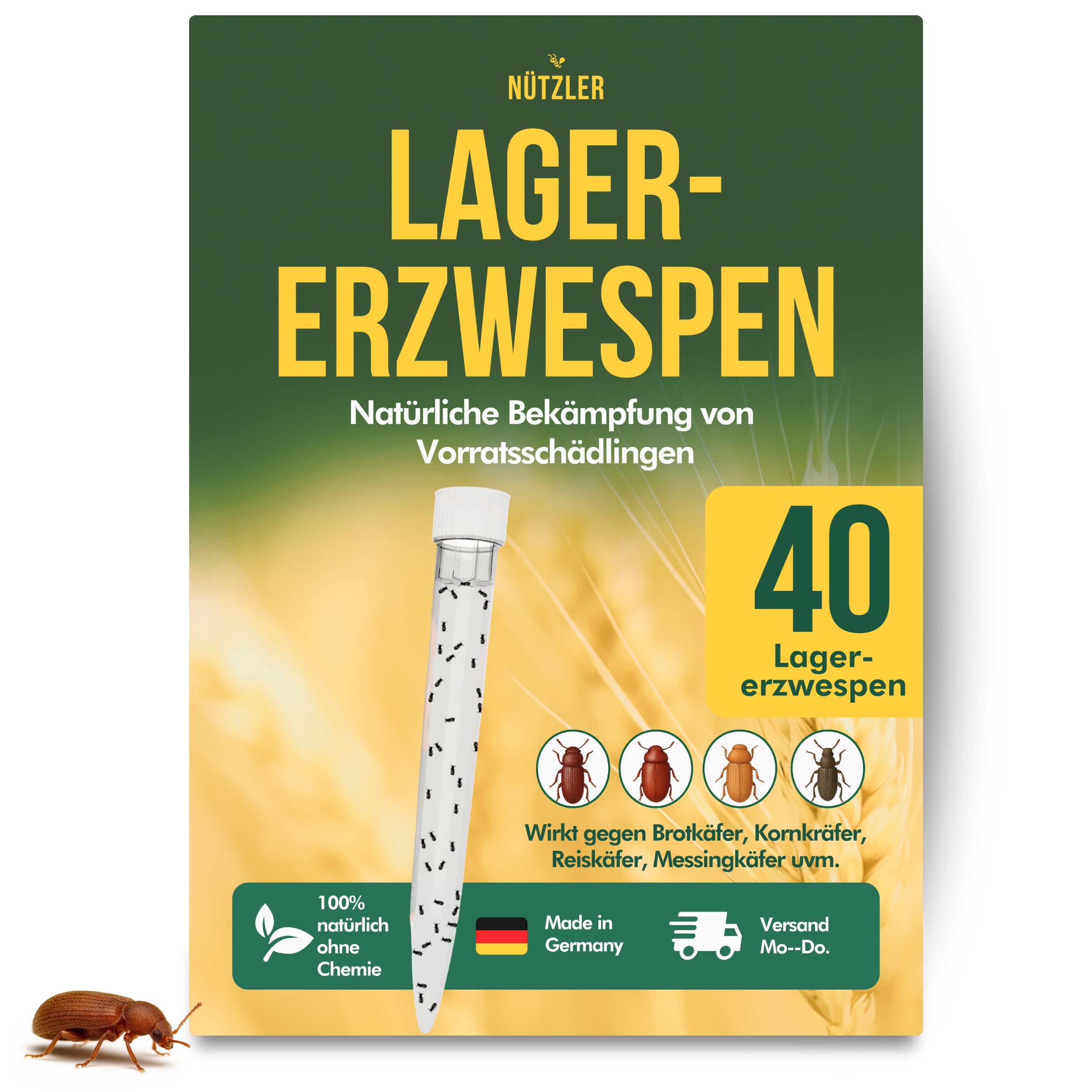 Lagererzwespen - 40 Nützlinge - Gegen Brotkäfer, Kornkäfer, Maiskäfer, Reiskäfer, Getreidekapuziner uvm - Wirkt NICHT gegen Speckkäfer & Reismehlkäfer - Zwei Lagererzwespen Arten (3 Stück)